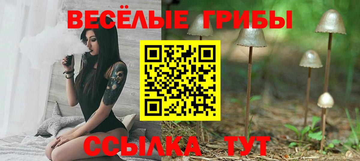 Псилоцибиновые грибы Psilocybine cubensis  Павлово  Псилоцибиновые грибы Psilocybine cubensis 